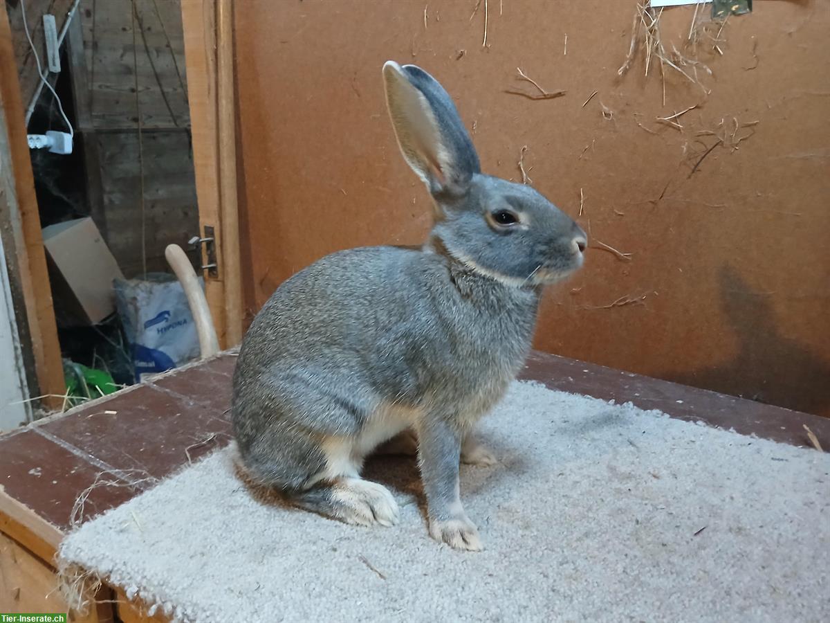 Bild 2: Schweizer Feh Kaninchen, Jungtiere und Zibbe
