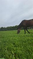 Reitbeteiligung auf CH-Warmblutstute
