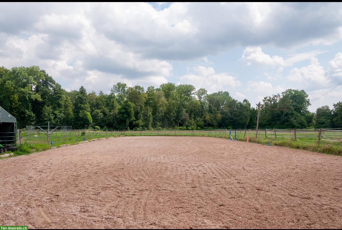 Bild 3: Auslaufboxen/Offenstall in Dübendorf, mit Reitplatz und Führanlage