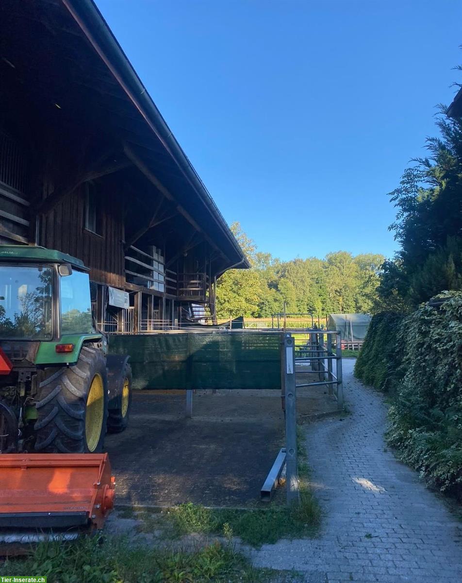 Bild 4: Auslaufboxen/Offenstall in Dübendorf, mit Reitplatz und Führanlage
