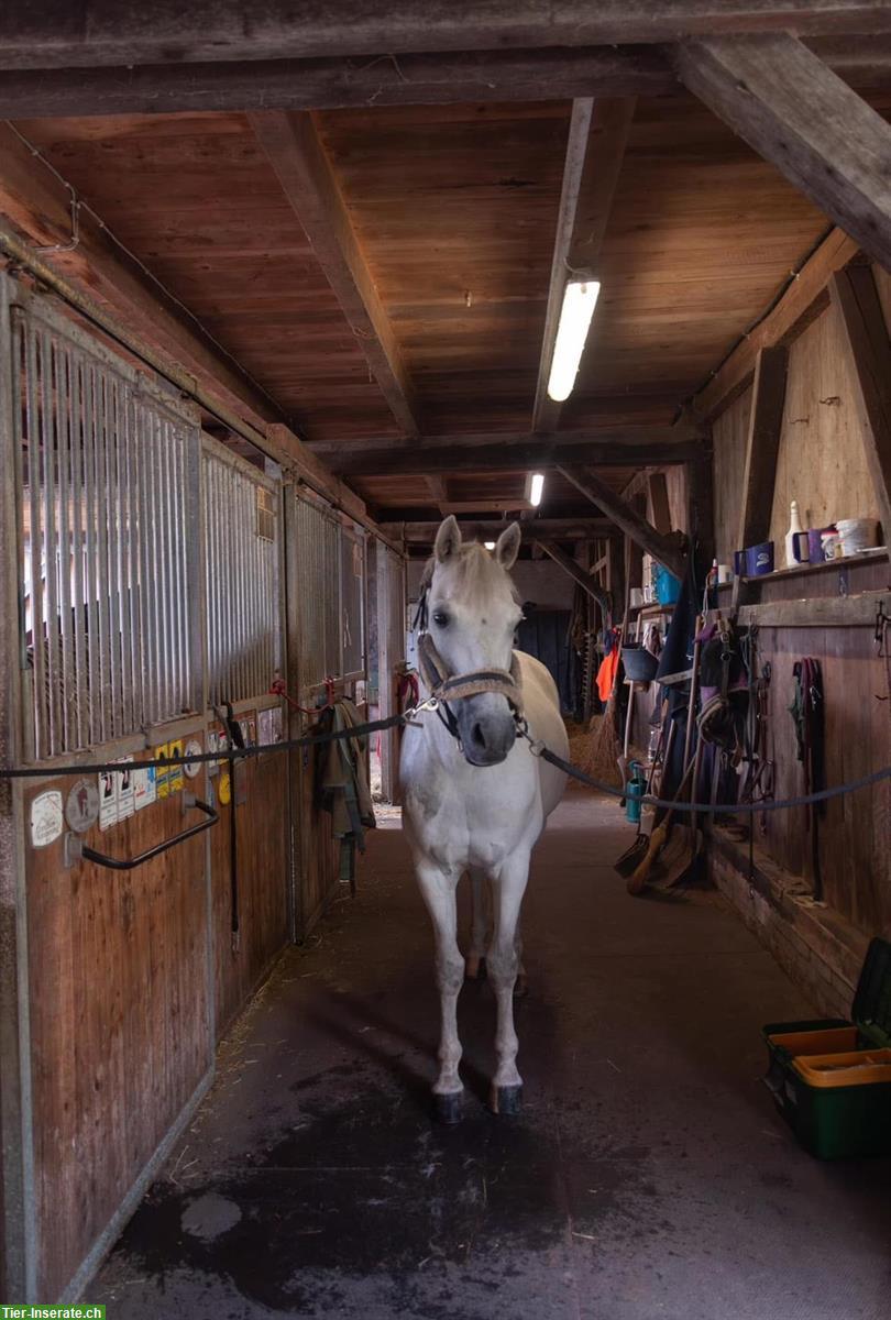 Bild 7: Auslaufboxen/Offenstall in Dübendorf, mit Reitplatz und Führanlage