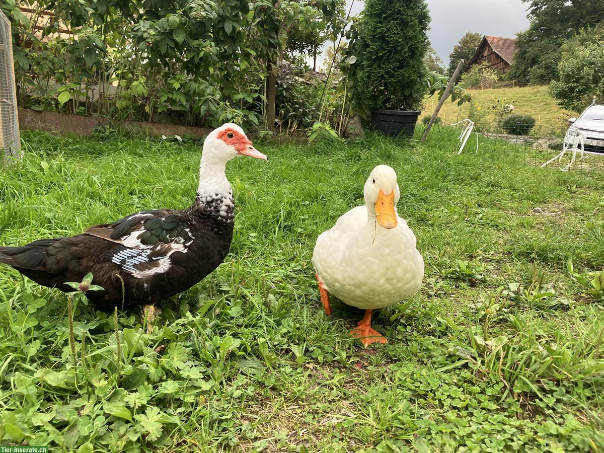 Schnecken natürlich bekämpfen, Entenpaar abzugeben