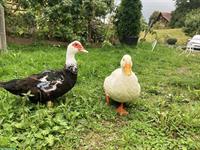 Schnecken natürlich bekämpfen, Entenpaar abzugeben