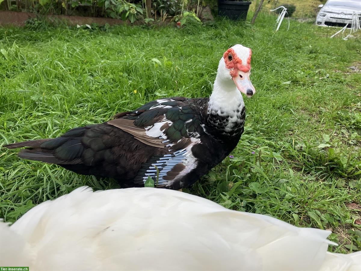 Bild 2: Schnecken natürlich bekämpfen, Entenpaar abzugeben