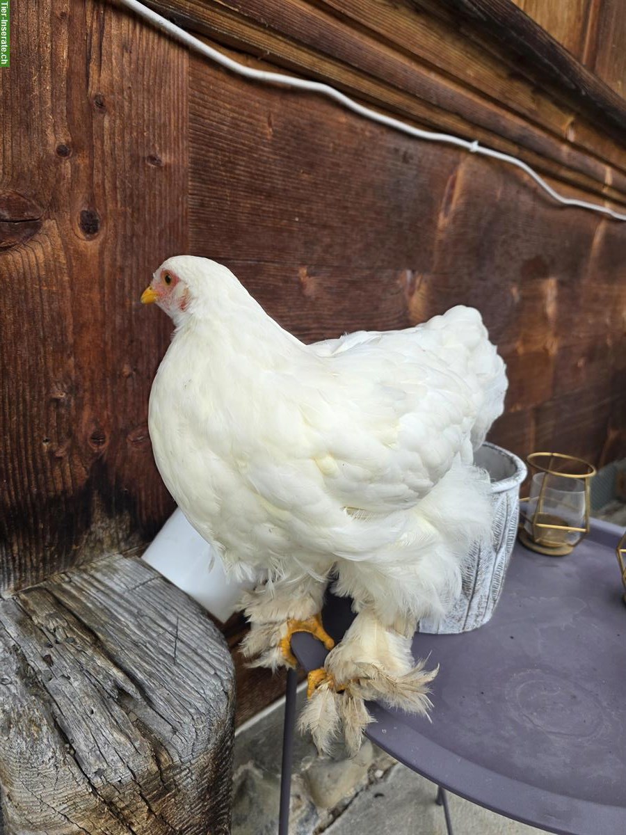 Bild 2: Weisse Brahma Hühner zu verkaufen