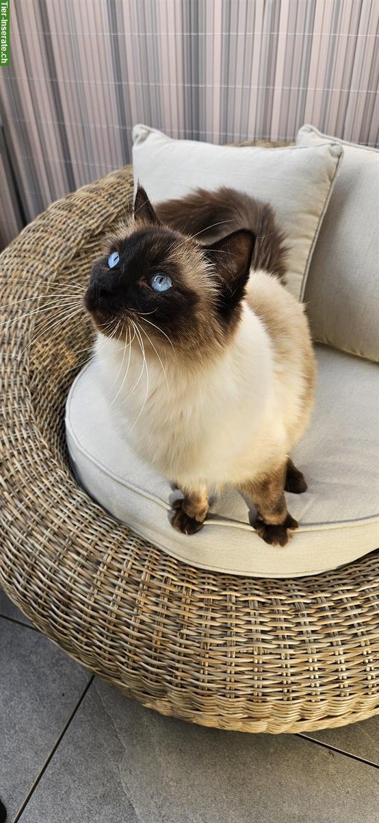 2 Ragdoll Brüder, 4-jährig suchen ein Zuhause