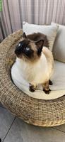 2 Ragdoll Brüder, 4-jährig suchen ein Zuhause