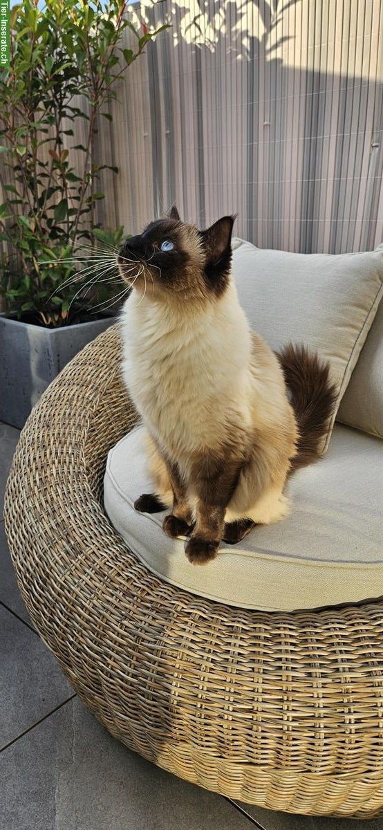 Bild 2: 2 Ragdoll Brüder, 4-jährig suchen ein Zuhause