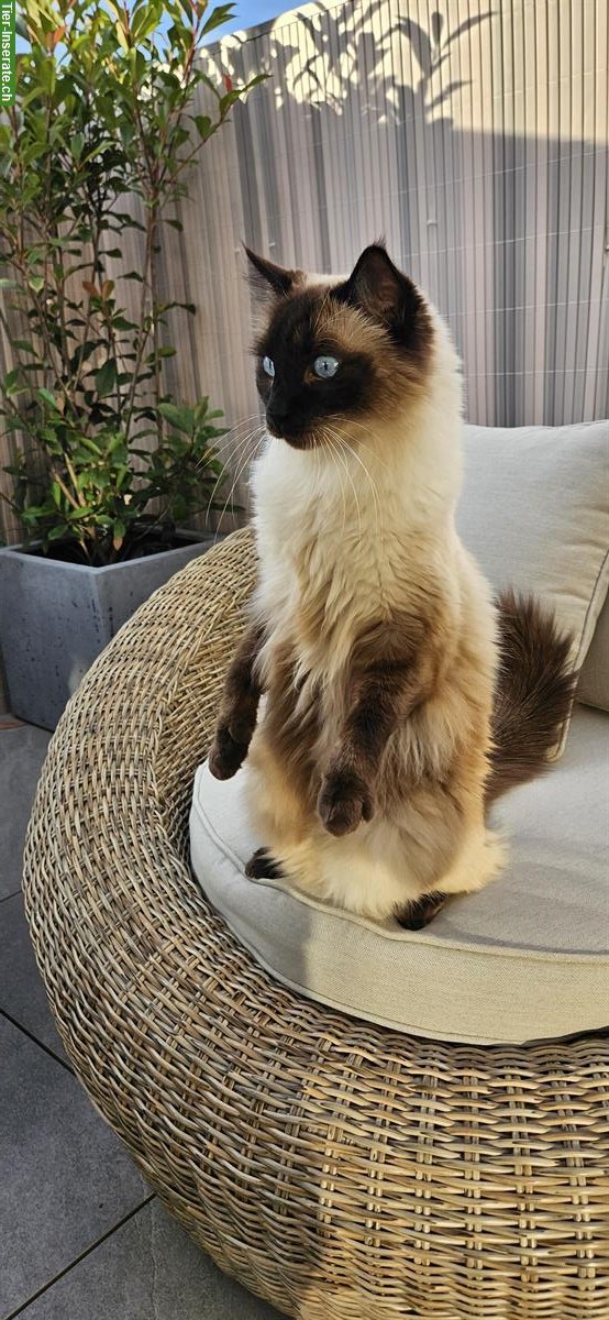Bild 3: 2 Ragdoll Brüder, 4-jährig suchen ein Zuhause