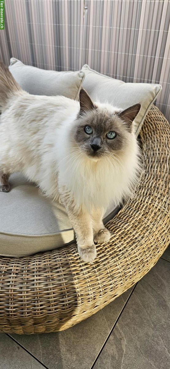 Bild 4: 2 Ragdoll Brüder, 4-jährig suchen ein Zuhause