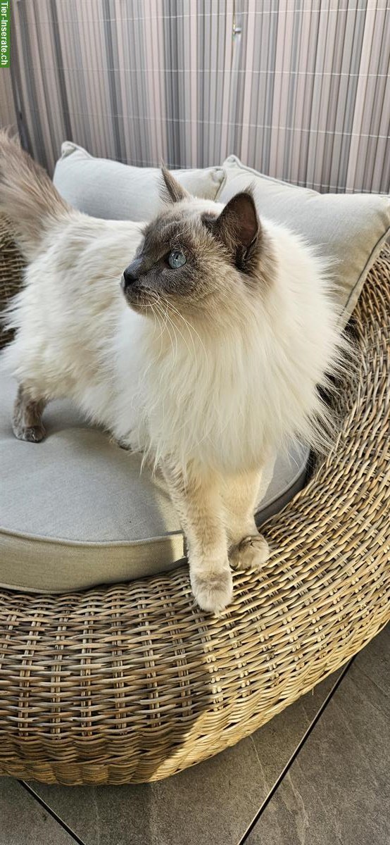 Bild 5: 2 Ragdoll Brüder, 4-jährig suchen ein Zuhause