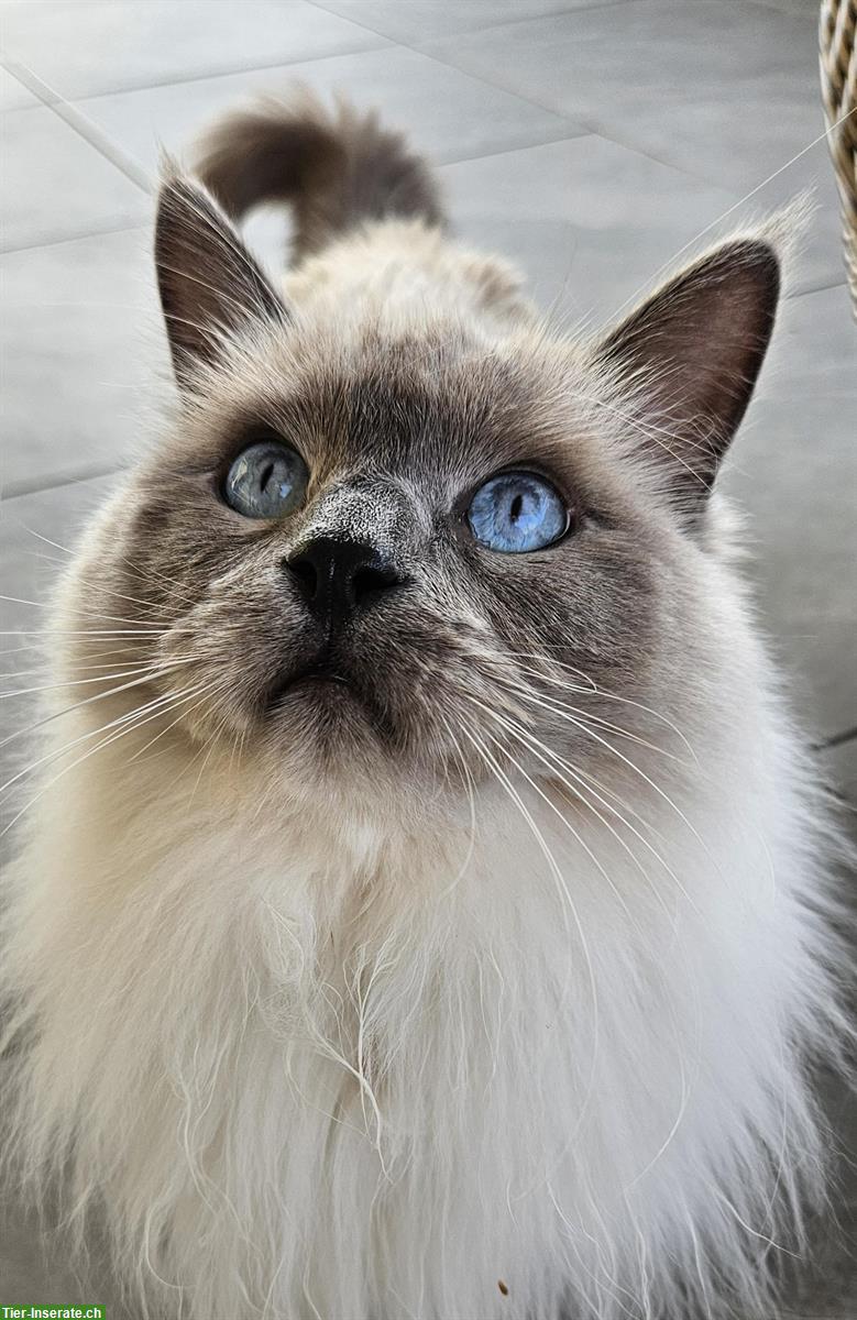 Bild 6: 2 Ragdoll Brüder, 4-jährig suchen ein Zuhause