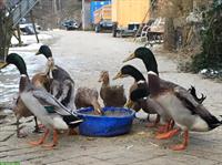 Laufenten zu verkaufen, Naturbrut