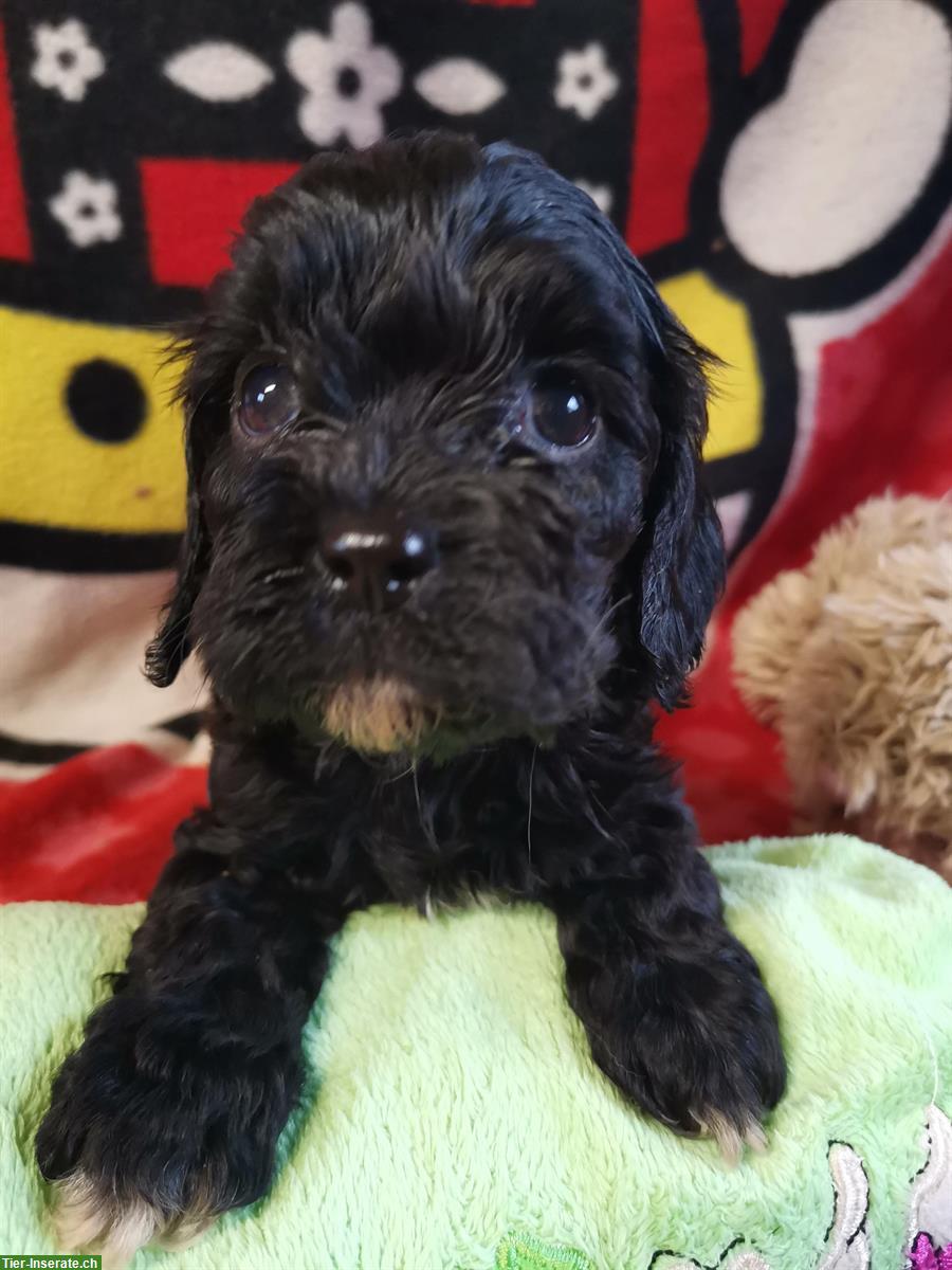 Bild 4: Zwergpudel, die unglaublich intelligente Hunderasse!