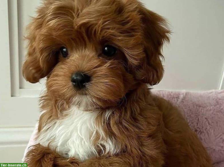 Bild 5: Zwergpudel, die unglaublich intelligente Hunderasse!