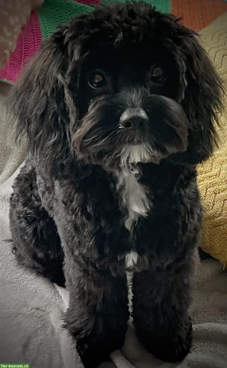 Bild 6: Zwergpudel, die unglaublich intelligente Hunderasse!