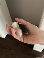 Ratten Babys zu verkaufen, handzahm