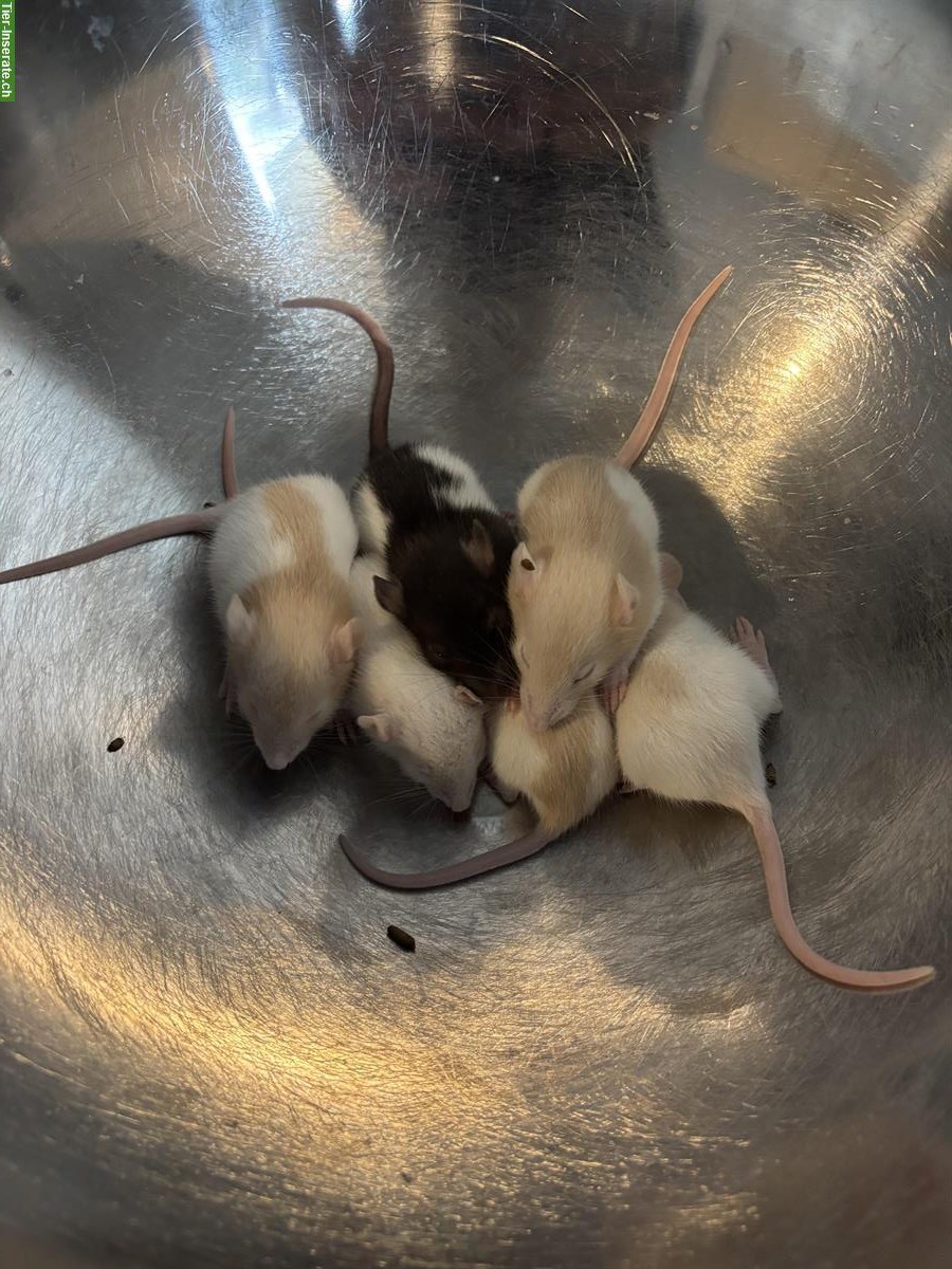 Bild 3: Ratten Babys zu verkaufen, handzahm