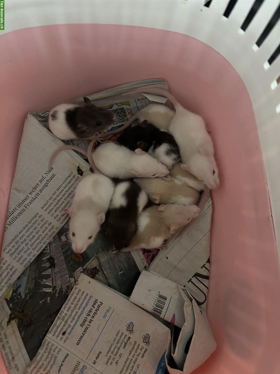 Bild 4: Ratten Babys zu verkaufen, handzahm