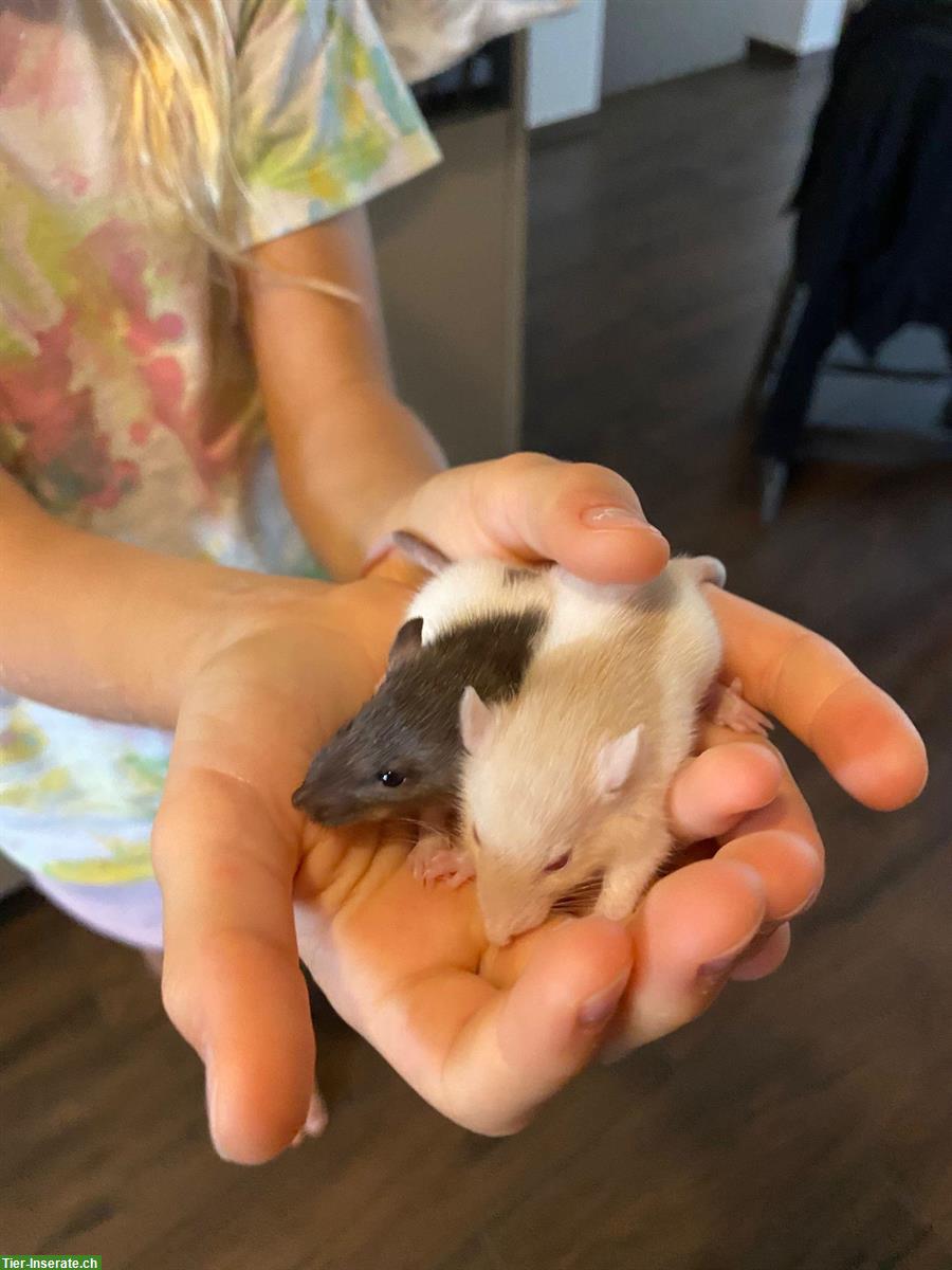 Bild 5: Ratten Babys zu verkaufen, handzahm