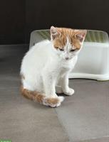 Bauernhof Katze, 1-jährig, ausgeglichen und entspannt
