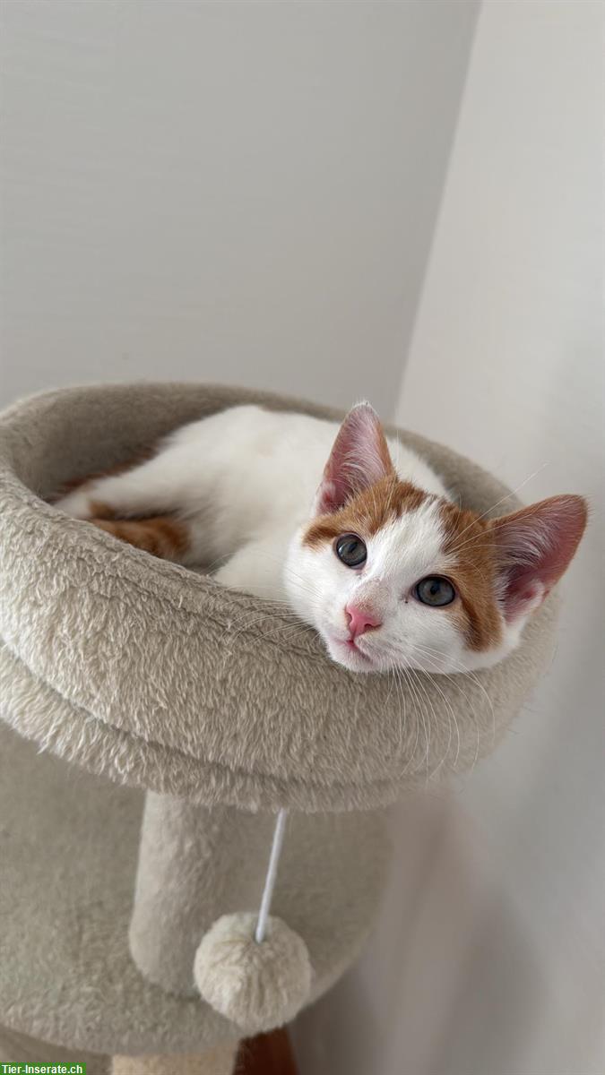 Bild 2: Bauernhof Katze, 1-jährig, ausgeglichen und entspannt