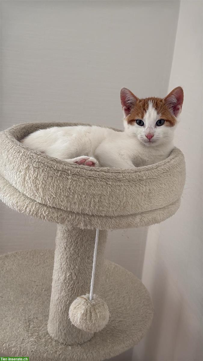 Bild 3: Bauernhof Katze, 1-jährig, ausgeglichen und entspannt