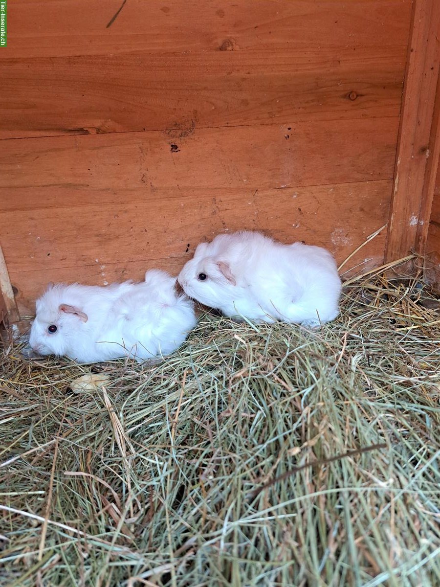 Junge Meerschweinchen, weiss, beige, braun