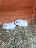Junge Meerschweinchen, weiss, beige, braun