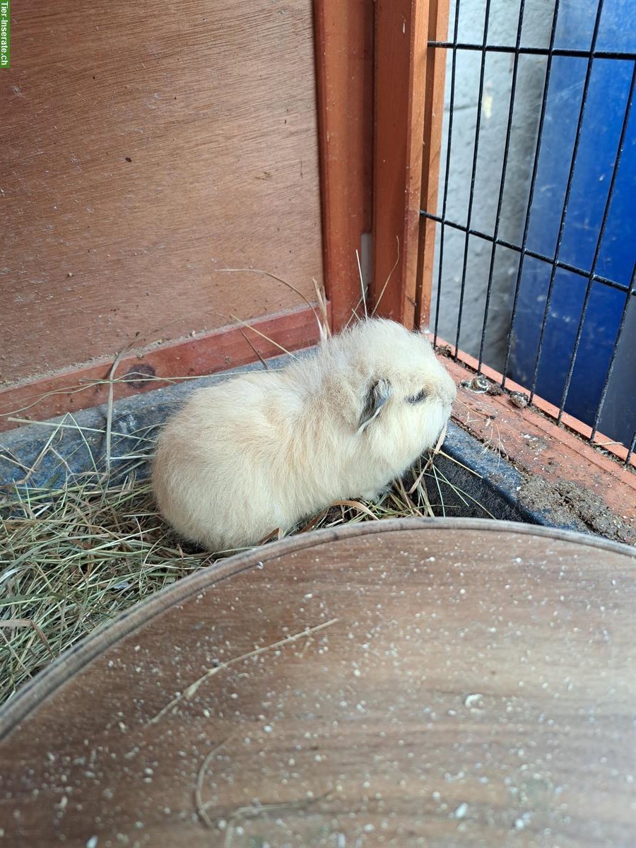 Bild 2: Junge Meerschweinchen, weiss, beige, braun