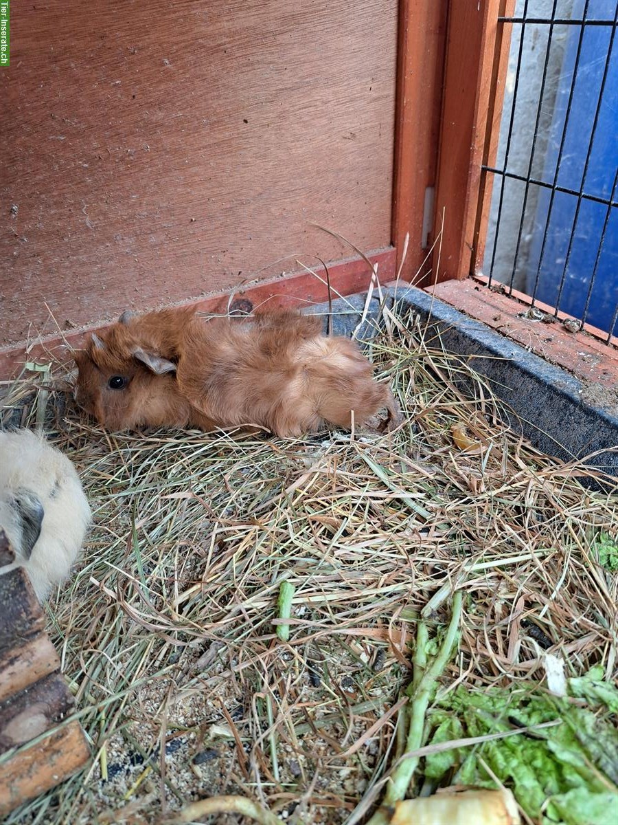 Bild 3: Junge Meerschweinchen, weiss, beige, braun