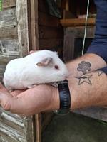 Junge Meerschweinchen, weiss und dreifärbig, zu verkaufen