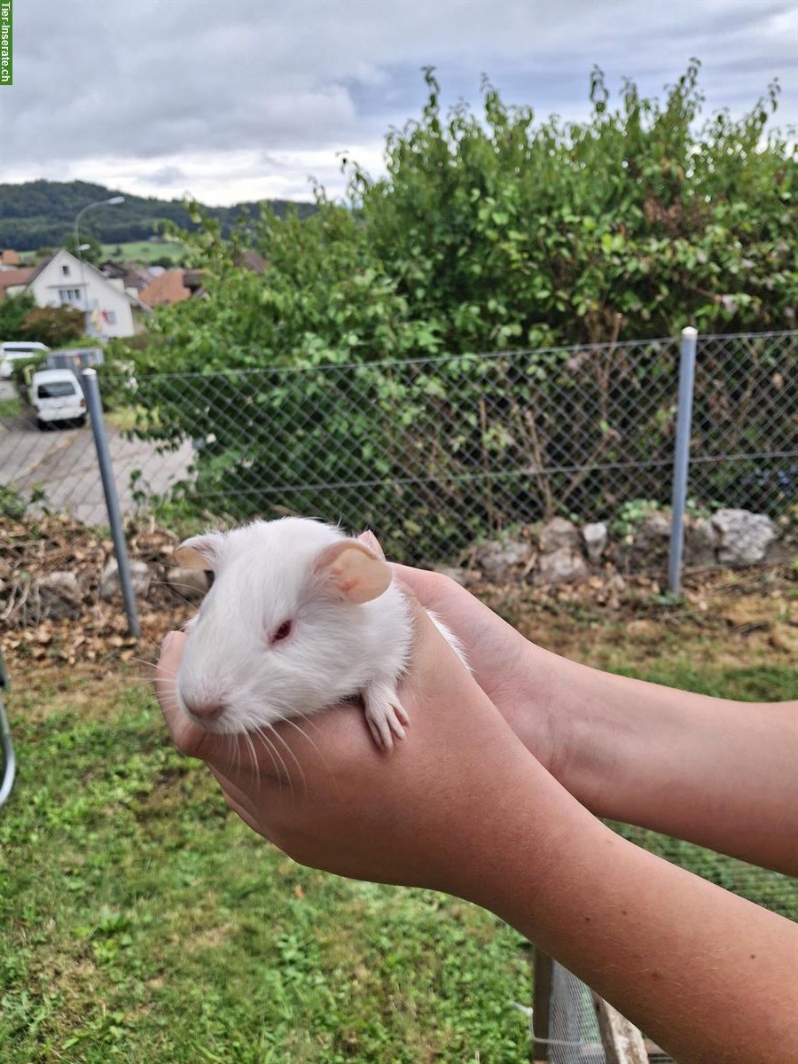 Bild 3: Junge Meerschweinchen, weiss und dreifärbig, zu verkaufen