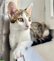 Bengal Mix Kitten, kinderlieb, sucht ländliches Zuhause