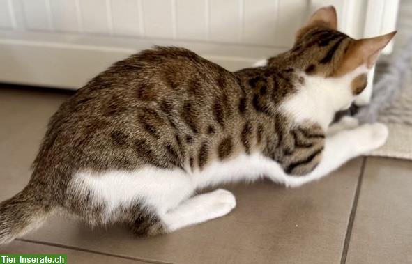 Bild 4: Bengal Mix Kitten, kinderlieb, sucht ländliches Zuhause