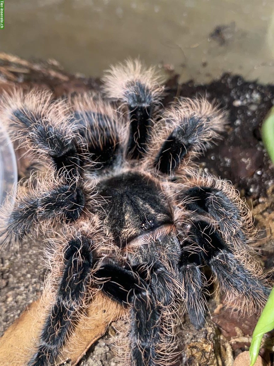 Vogelspinnen, Adult und Jungtiere, mit Terrarium abzugeben