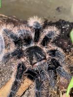 Vogelspinnen, Adult und Jungtiere, mit Terrarium abzugeben
