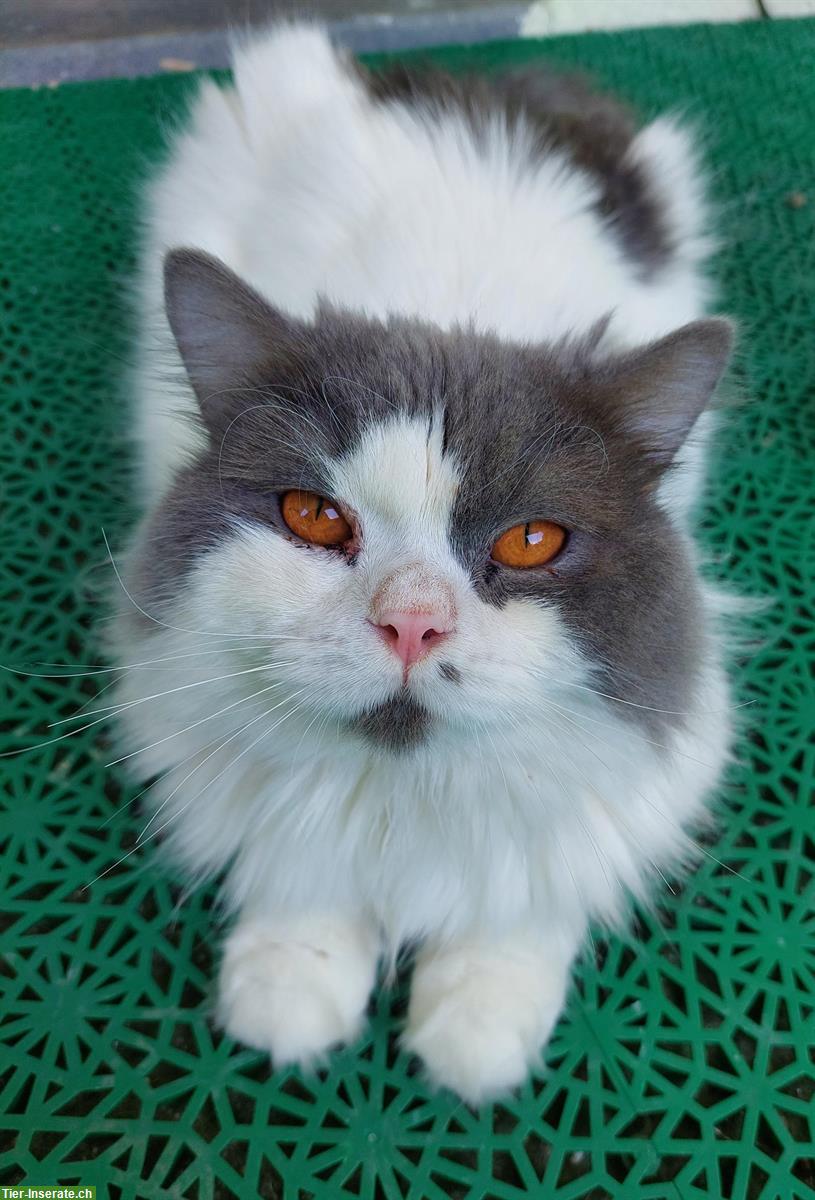 BLH Kater mit Stammbaum sucht ein Zuhause