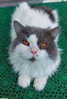 BLH Kater mit Stammbaum sucht ein Zuhause