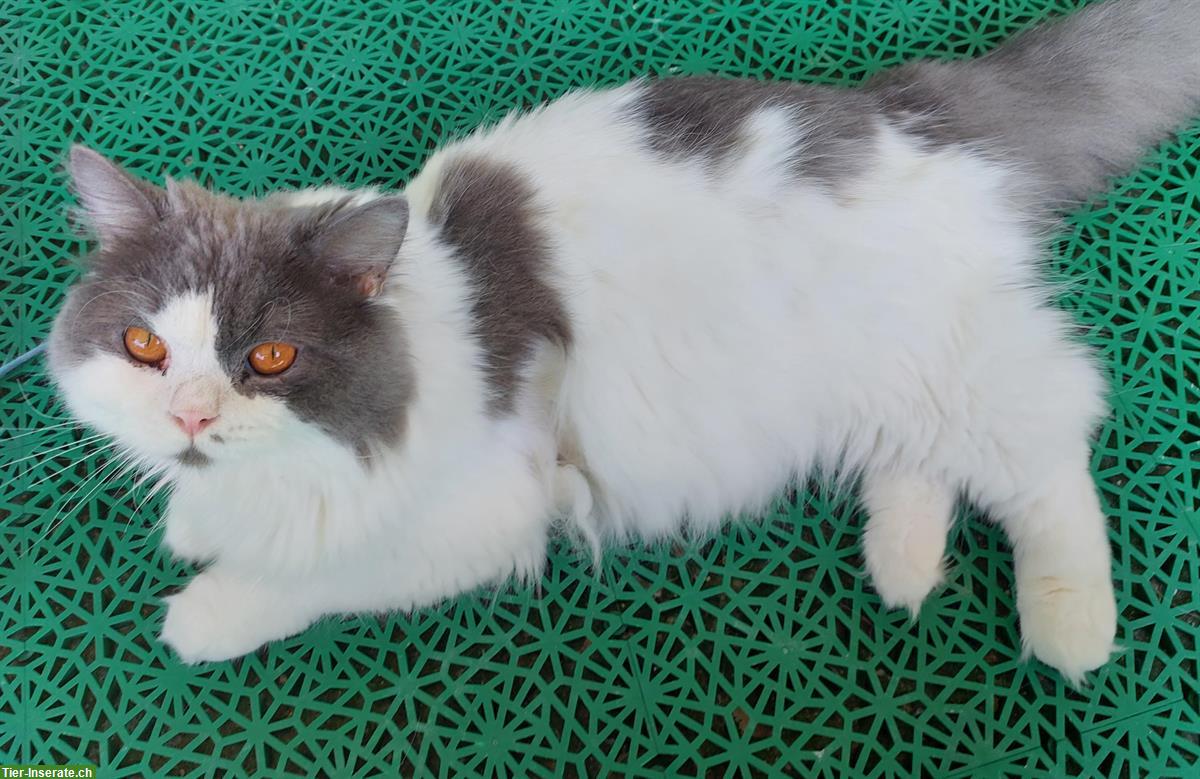 Bild 2: BLH Kater mit Stammbaum sucht ein Zuhause