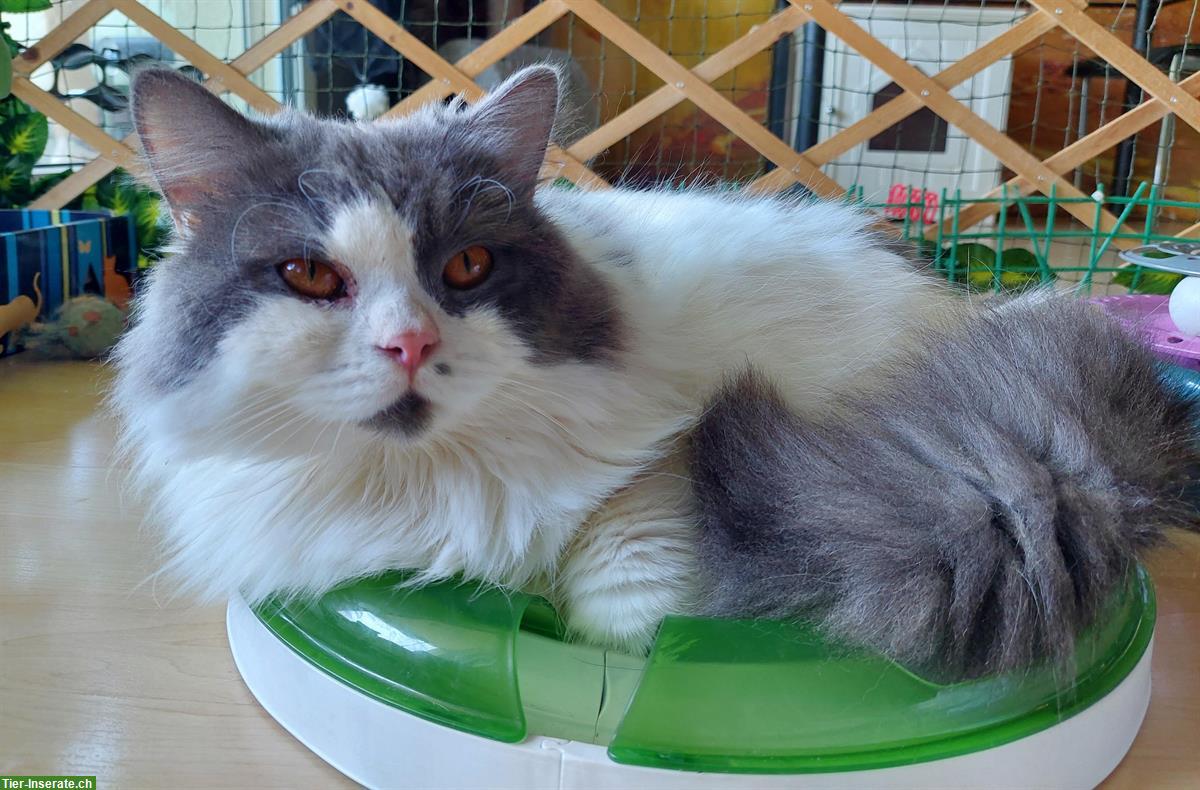 Bild 3: BLH Kater mit Stammbaum sucht ein Zuhause