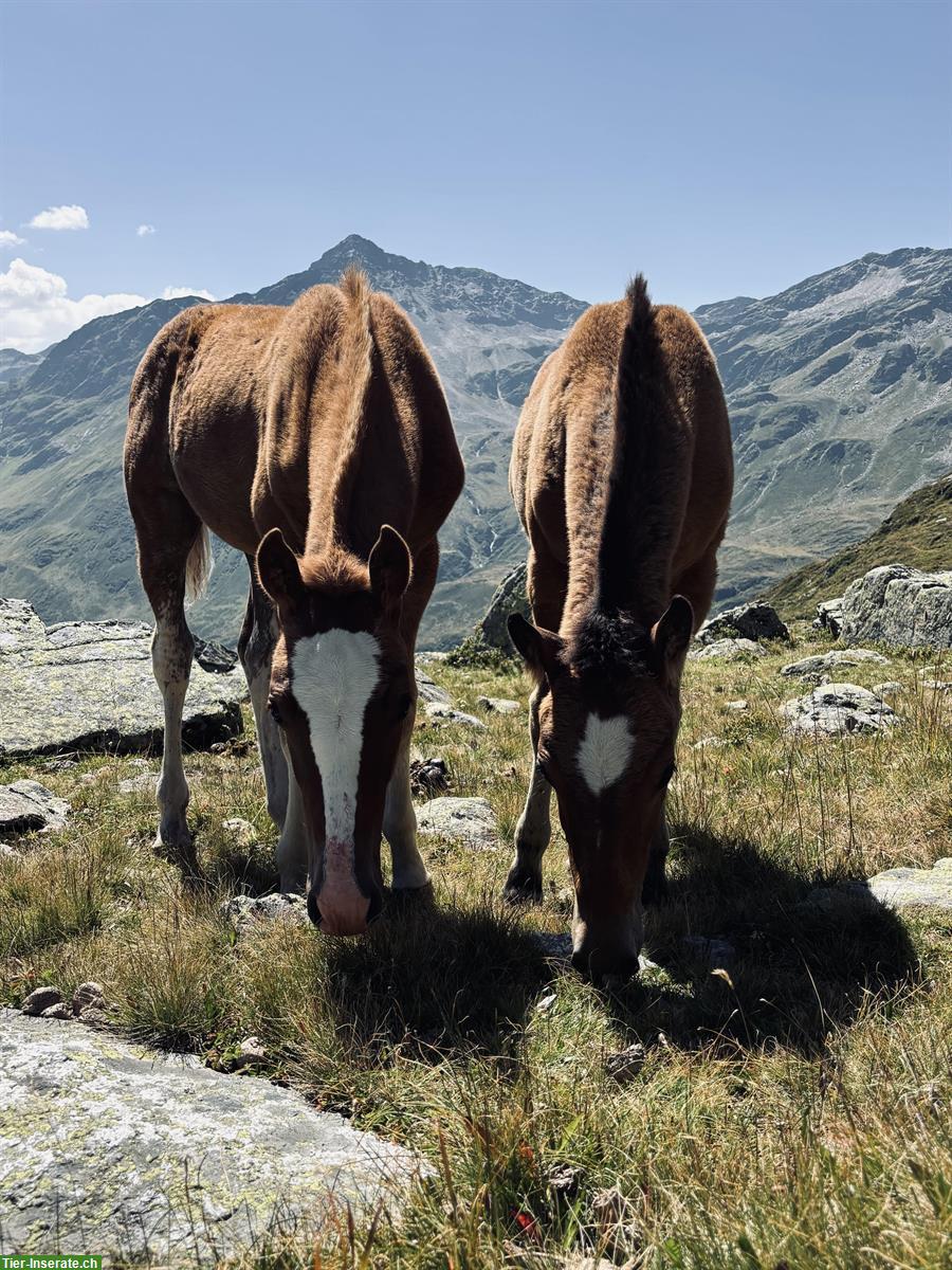 Bild 2: 2 Freiberger Hengstfohlen, Braun und Fuchs