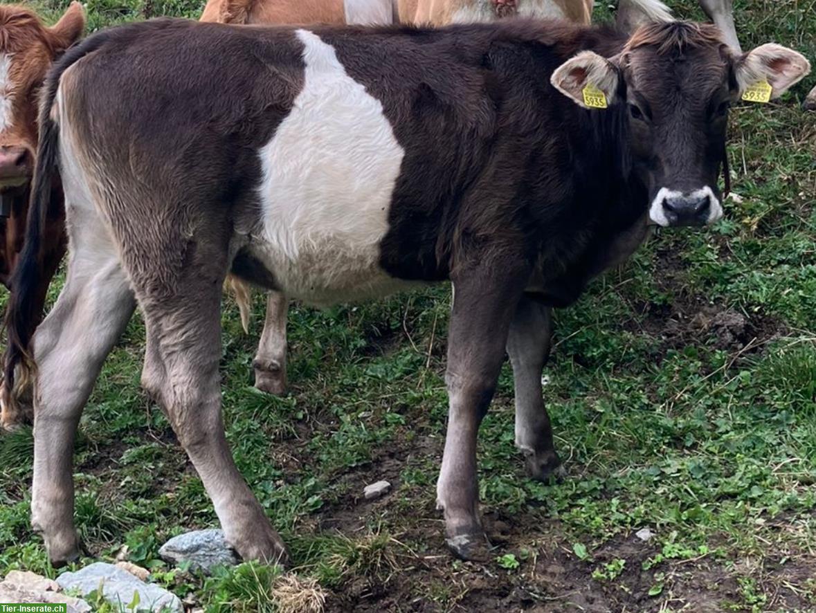 Bio Rind zu verkaufen, Limousin x Original Braunvieh