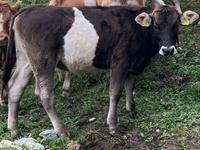 Bio Rind zu verkaufen, Limousin x Original Braunvieh