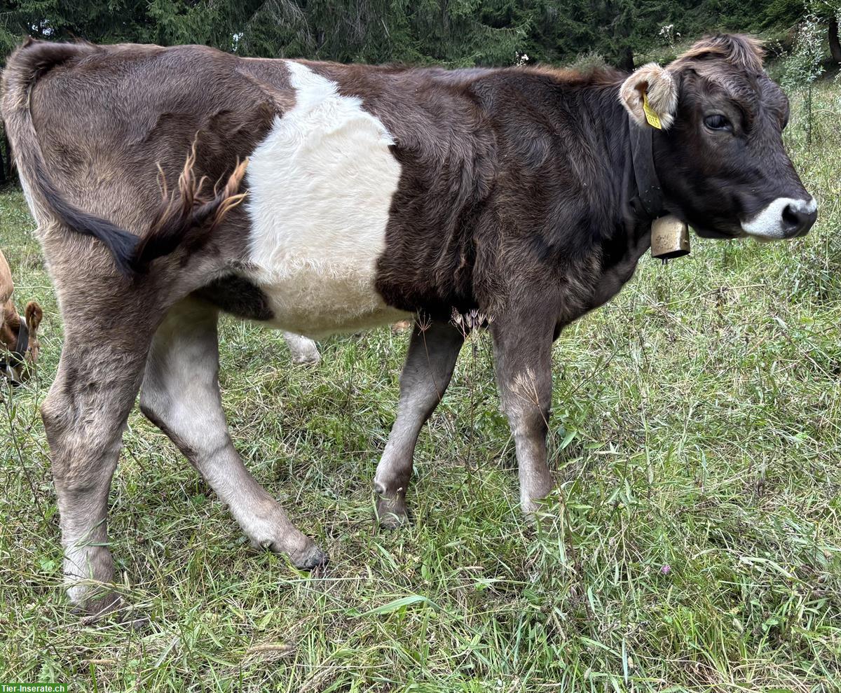 Bild 2: Bio Rind zu verkaufen, Limousin x Original Braunvieh