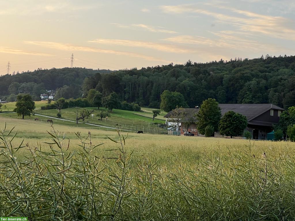 Stallaushilfe gesucht, Teilzeit Job in Würenlos