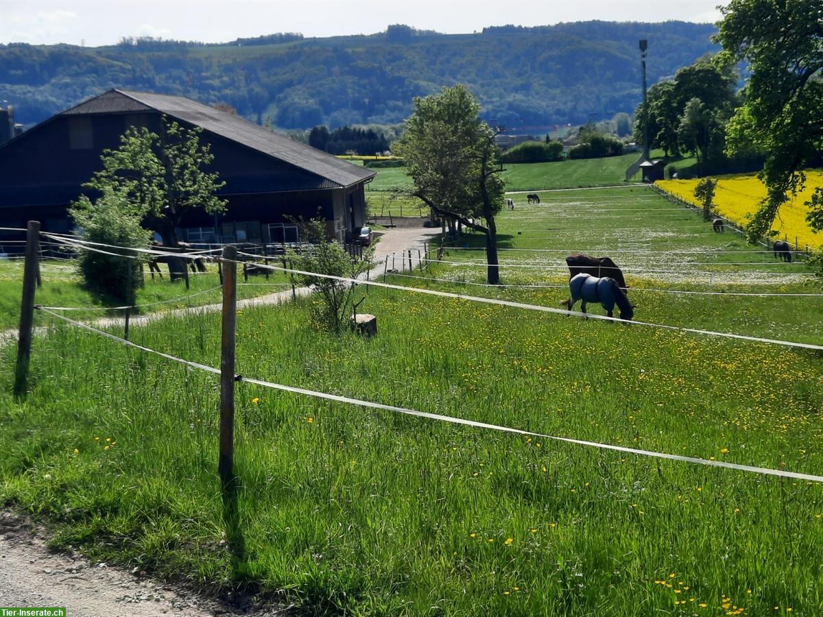 Bild 2: Stallaushilfe gesucht, Teilzeit Job in Würenlos