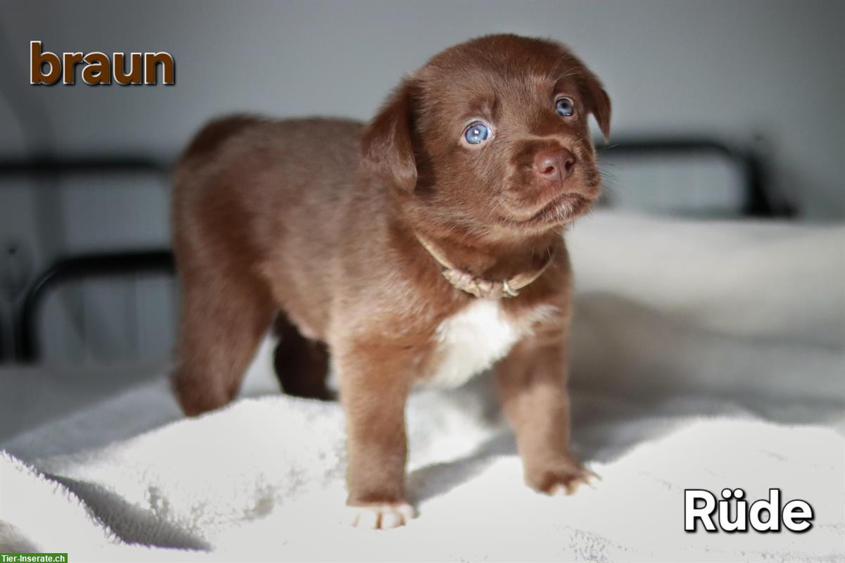 Bild 10: Borador Welpen 🐶 Labrador x Border Collie