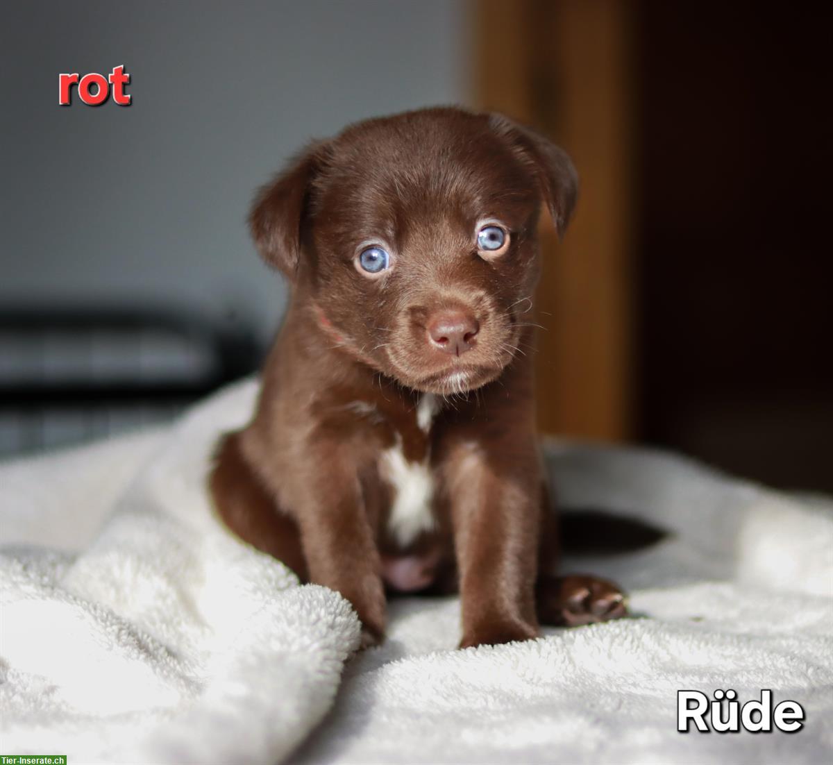 Bild 2: Borador Welpen 🐶 Labrador x Border Collie