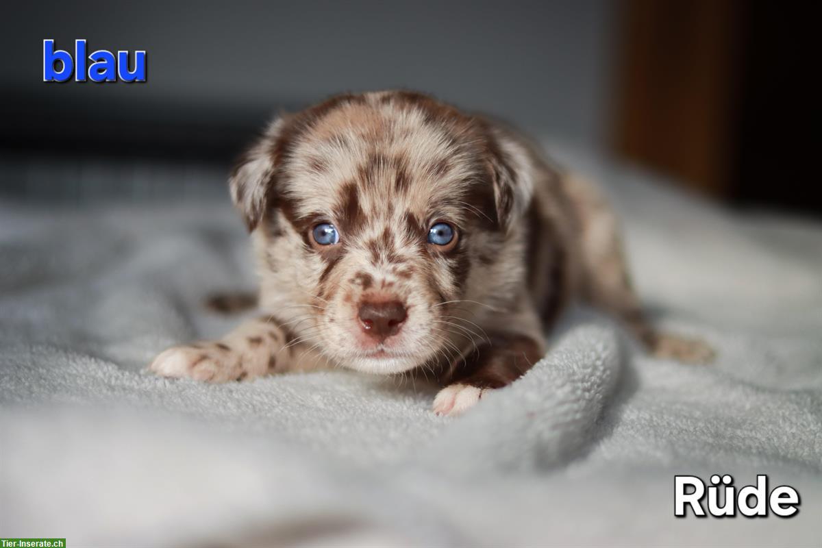 Bild 4: Borador Welpen 🐶 Labrador x Border Collie